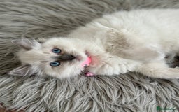 Ragdoll cats for sale: 🌸SALE.Purebred Ragdoll-GCCFstunning kittens🌸🌸🌸 in Wolverhampton - Image 1