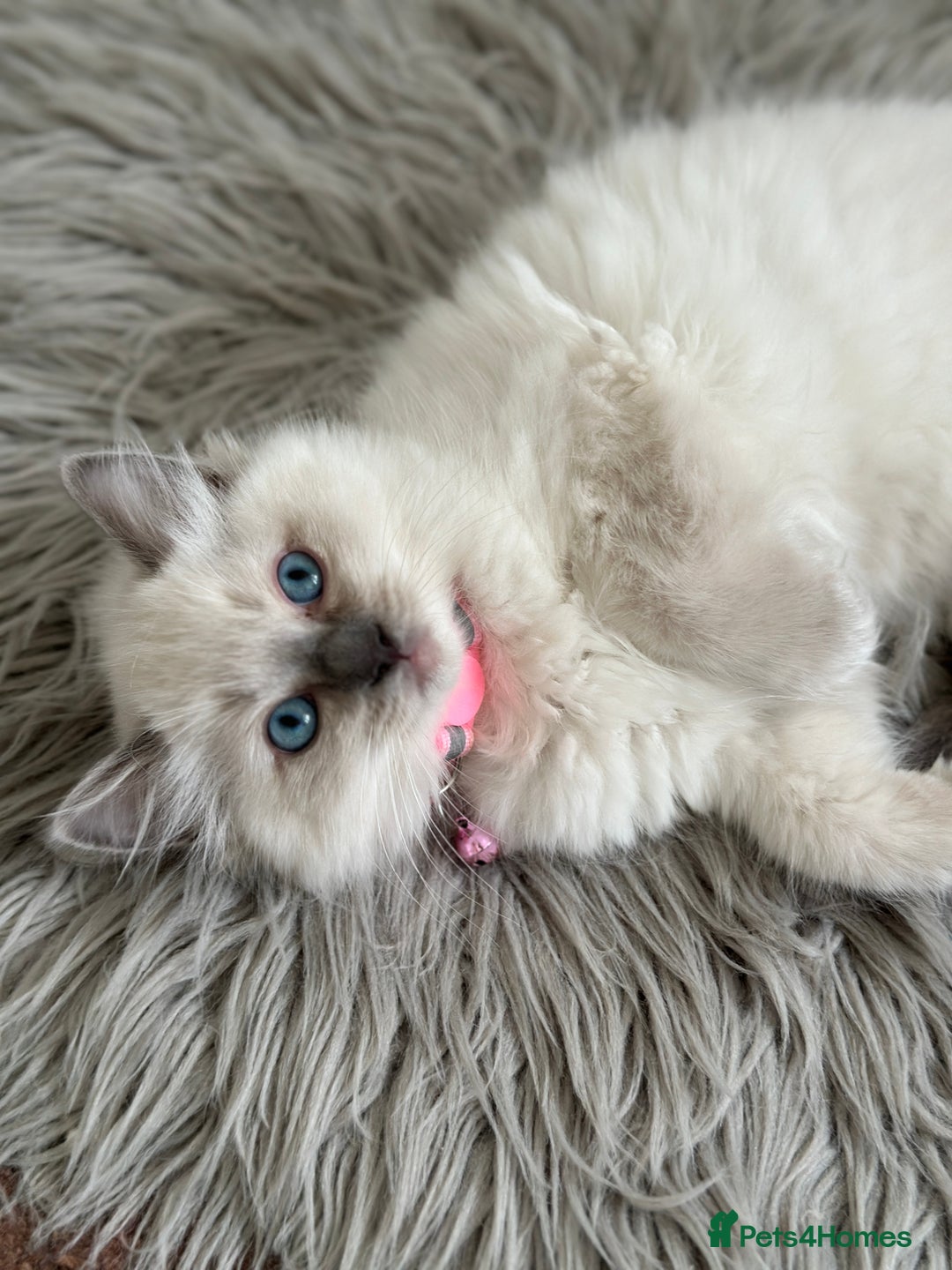Ragdoll cats for sale: 🌸SALE.Purebred Ragdoll-GCCFstunning kittens🌸🌸🌸 in Wolverhampton - Image 1