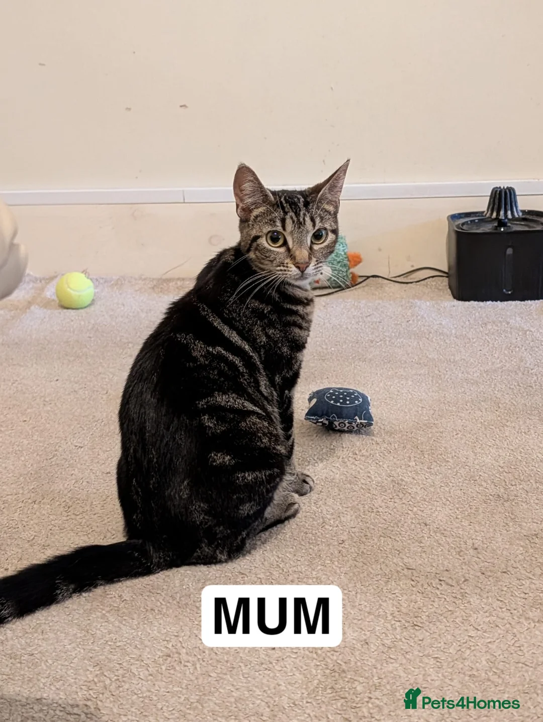 Bengal cats for sale: 4 beautiful kittens for sale  in Portsmouth - Advert 2