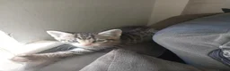 Mixed Breed cats for sale: Kittens in Dover - Advert 2