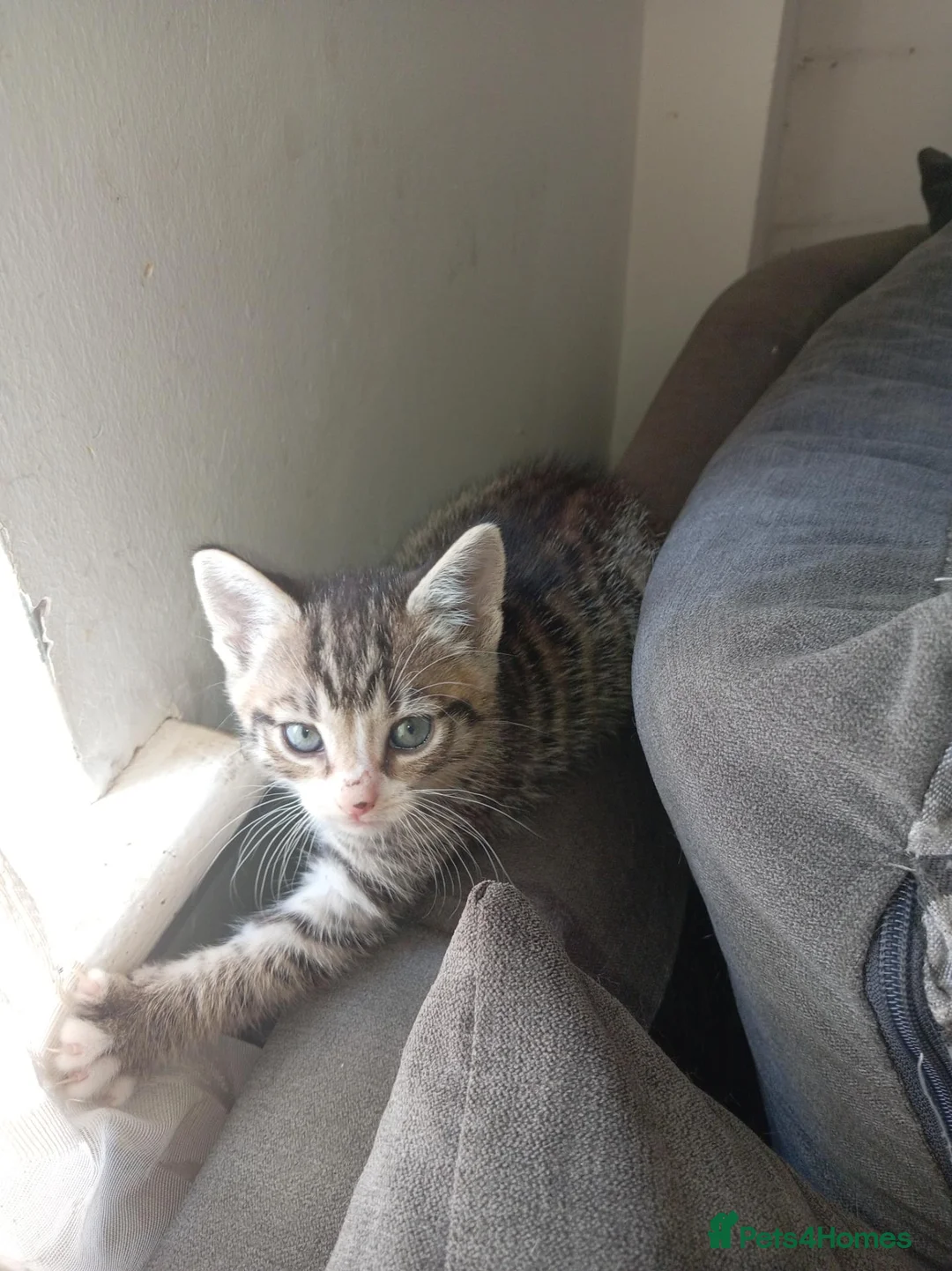 Mixed Breed cats for sale: Kittens in Dover - Advert 2