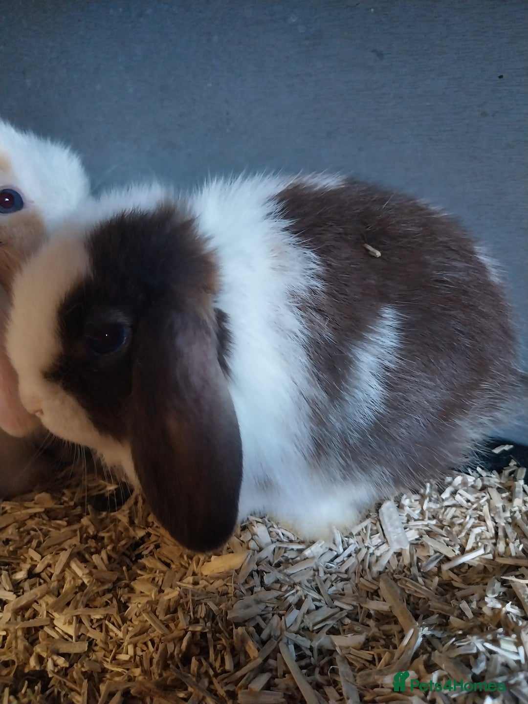Mini Lop rabbits for sale: Mini lop rabbits  - Image 19