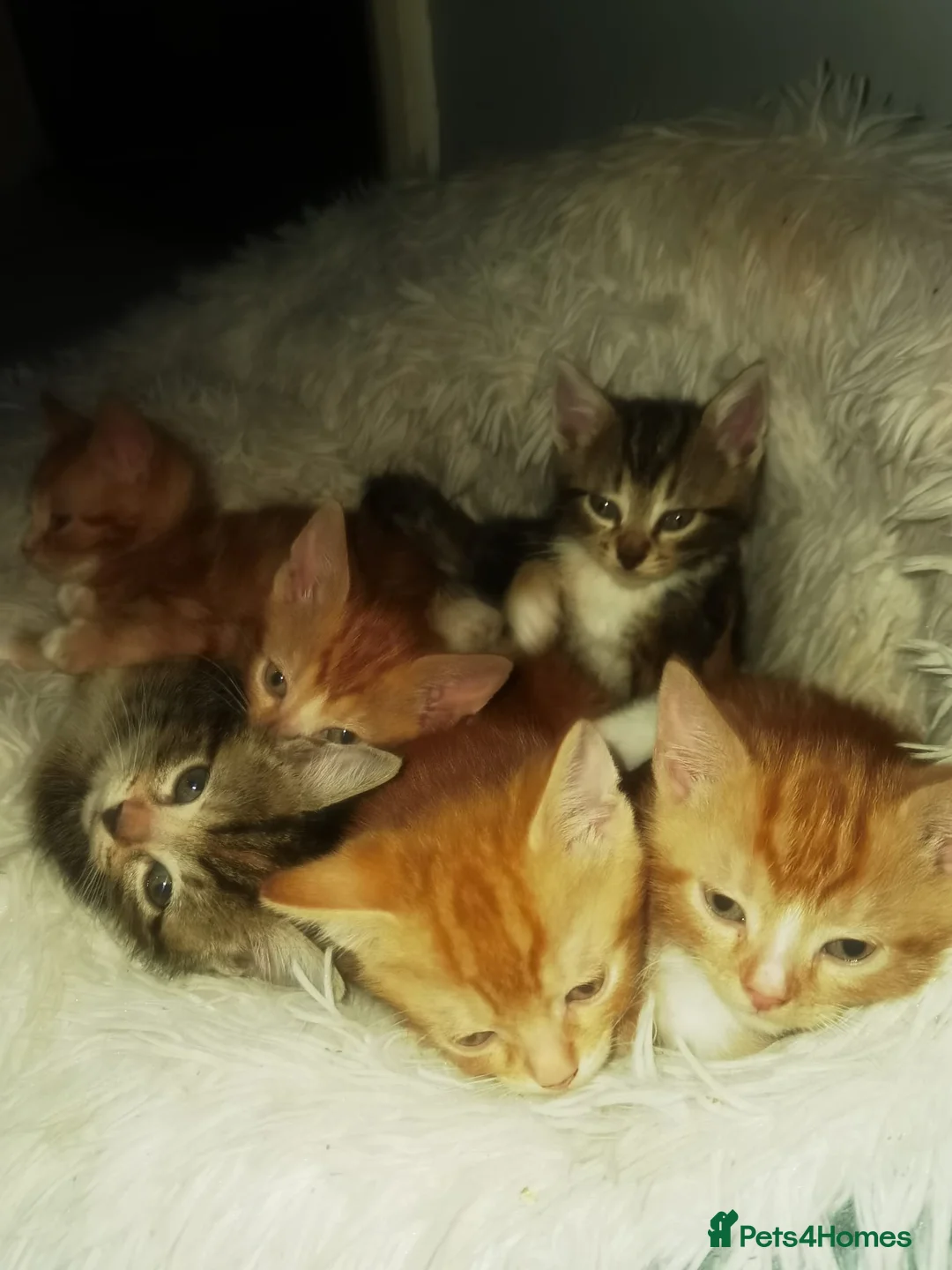 Mixed Breed cats for sale: Gorgeous Ginger and Tabby kittens ready now in Birmingham - Advert 1