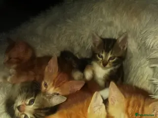 Mixed Breed cats Gorgeous Ginger and Tabby kittens ready now - Advert 1