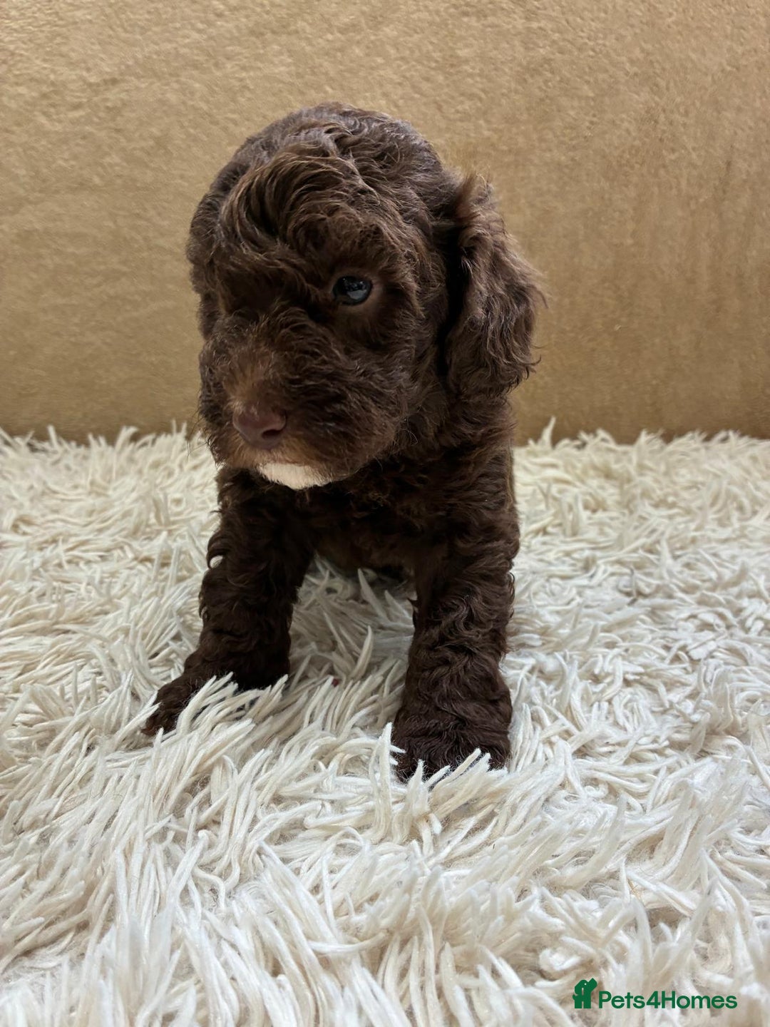 Sproodle dogs for sale: Lovely Sproodles (Springerpoos) - Image 13