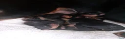 Rottweiler dogs for sale: Champion German Rottweiler Puppies - Advert 14