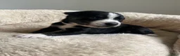 Mixed Breed dogs for sale: *4 LEFT!!* Husky x American Bulldog Pups - Advert 30