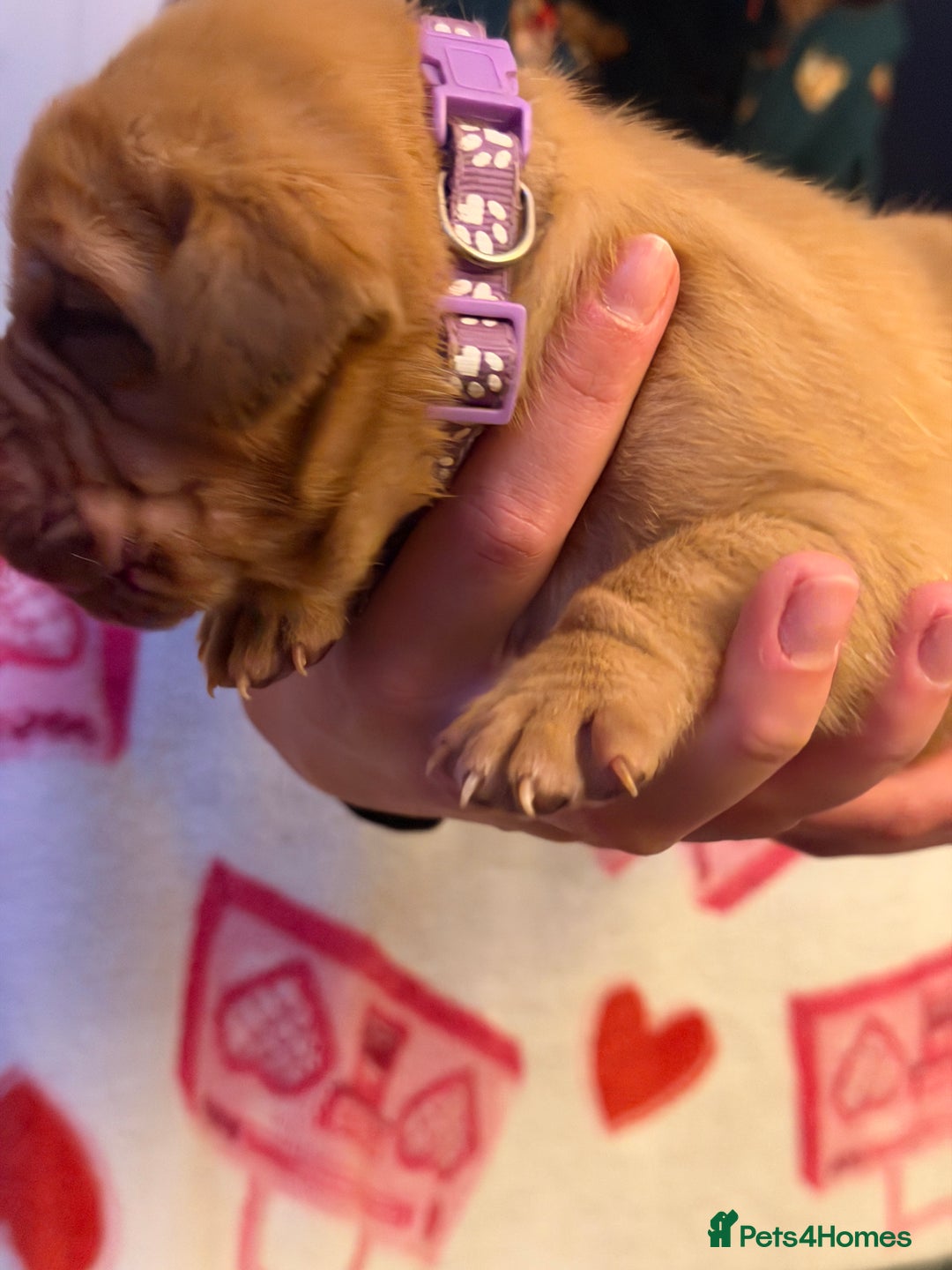 Dogue De Bordeaux dogs for sale: Beautiful Dogue De Bordeaux Puppies - Advert 11