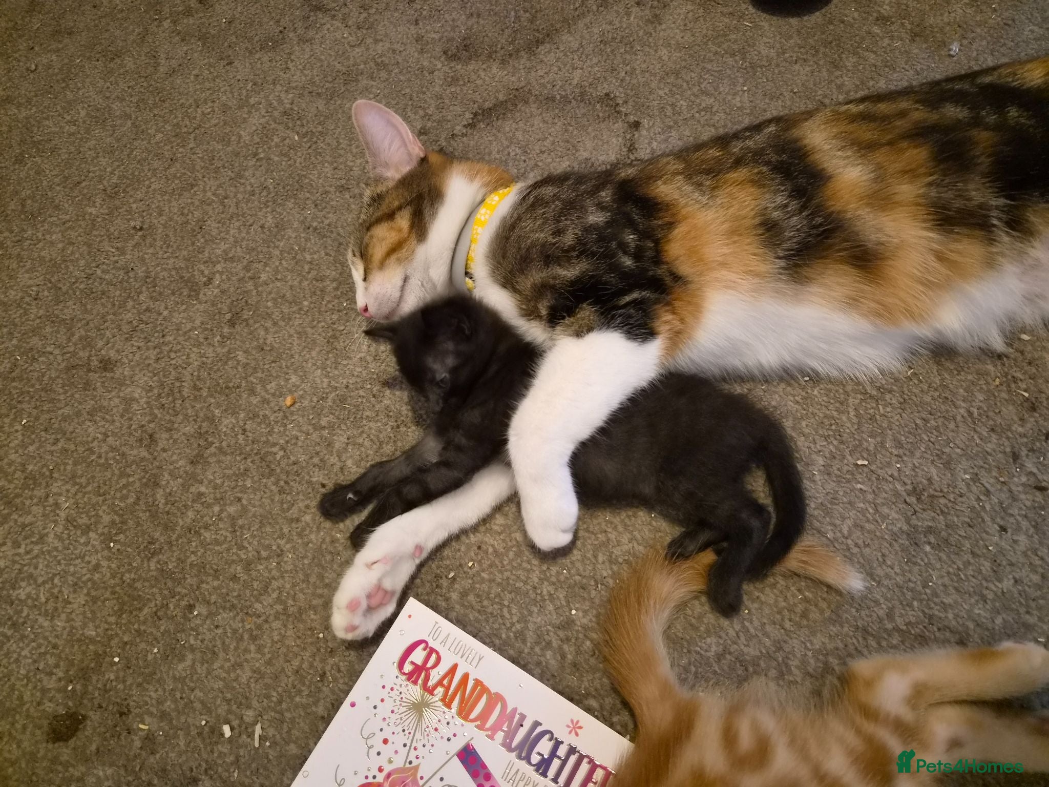 Mixed Breed cats Ready now Beautiful kittens - Advert 1