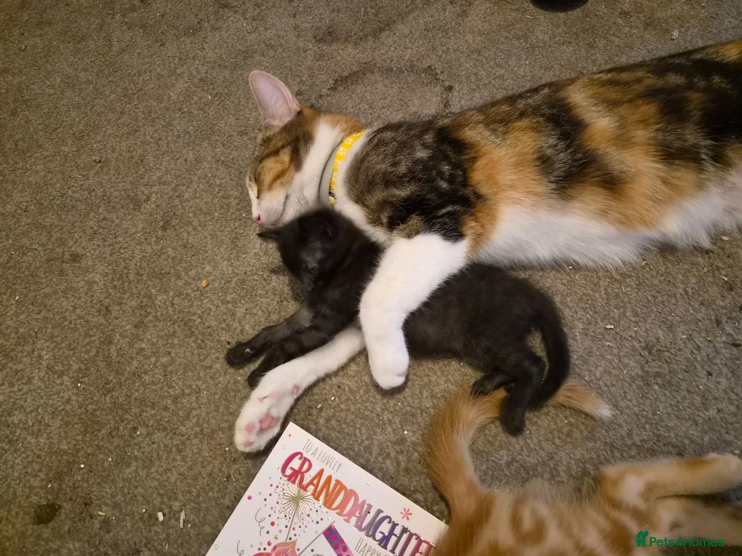 Mixed Breed cats for sale: Ready now Beautiful kittens - Advert 2