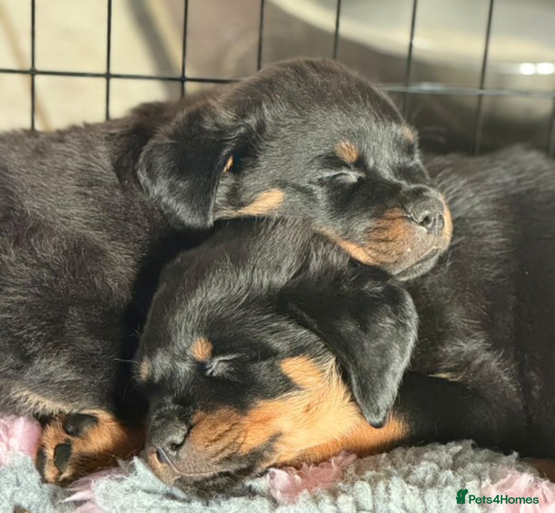 Rottweiler dogs for stud: Proven Health Tested Rottweiler stud  in Clydebank - Advert 7