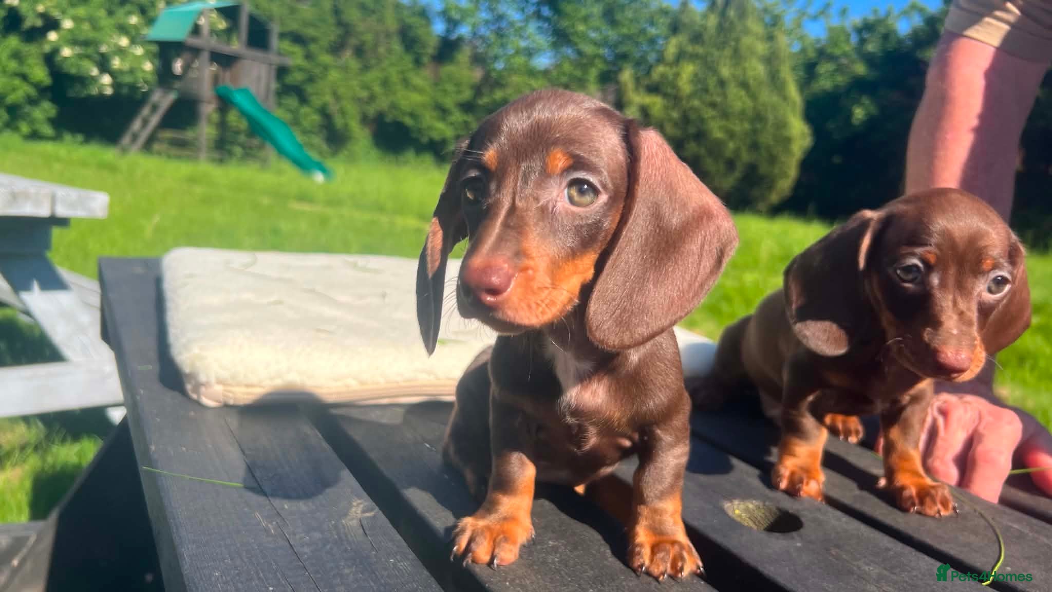 Miniature Dachshund dogs ✨️super Mini Dachshund Puppies Dapple & Chocolate - Advert 7