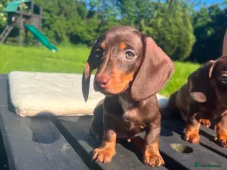 Miniature Dachshund dogs ✨️super Mini Dachshund Puppies Dapple & Chocolate - Advert 7