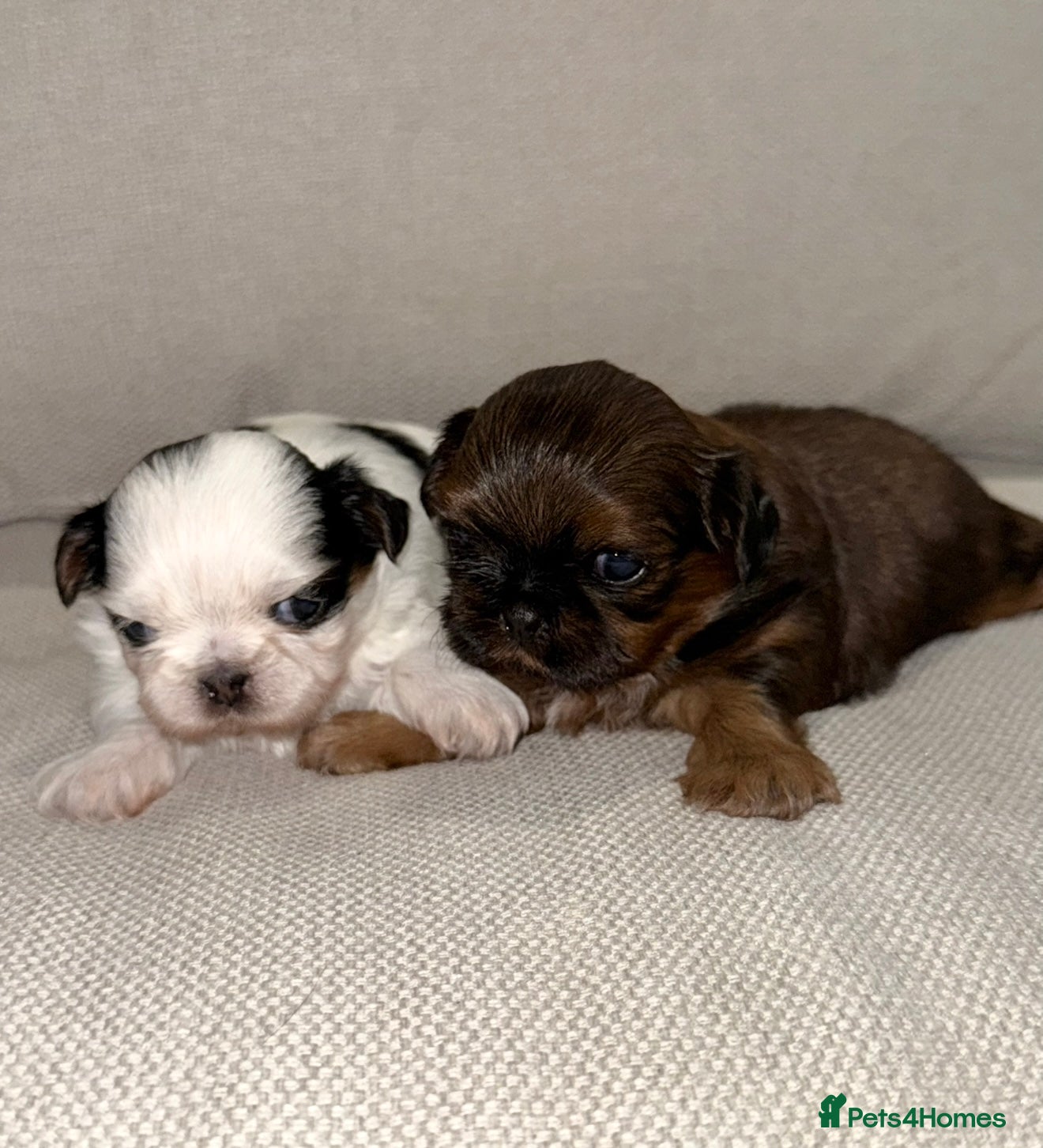 Shih Tzu dogs Tiny  **  Imperials Philippines Lines  - Advert 1