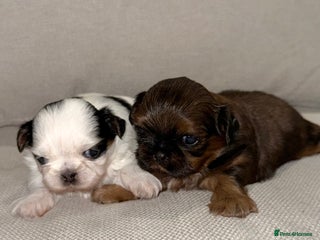 Shih Tzu dogs Tiny ** Imperials Philippines Lines - Advert 1