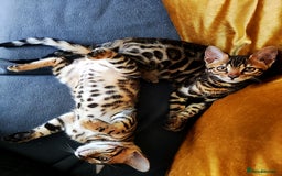Bengal cats for sale: 🔥The Cutest Bengals in the UK? Come See 😺 🐾 - Image 5