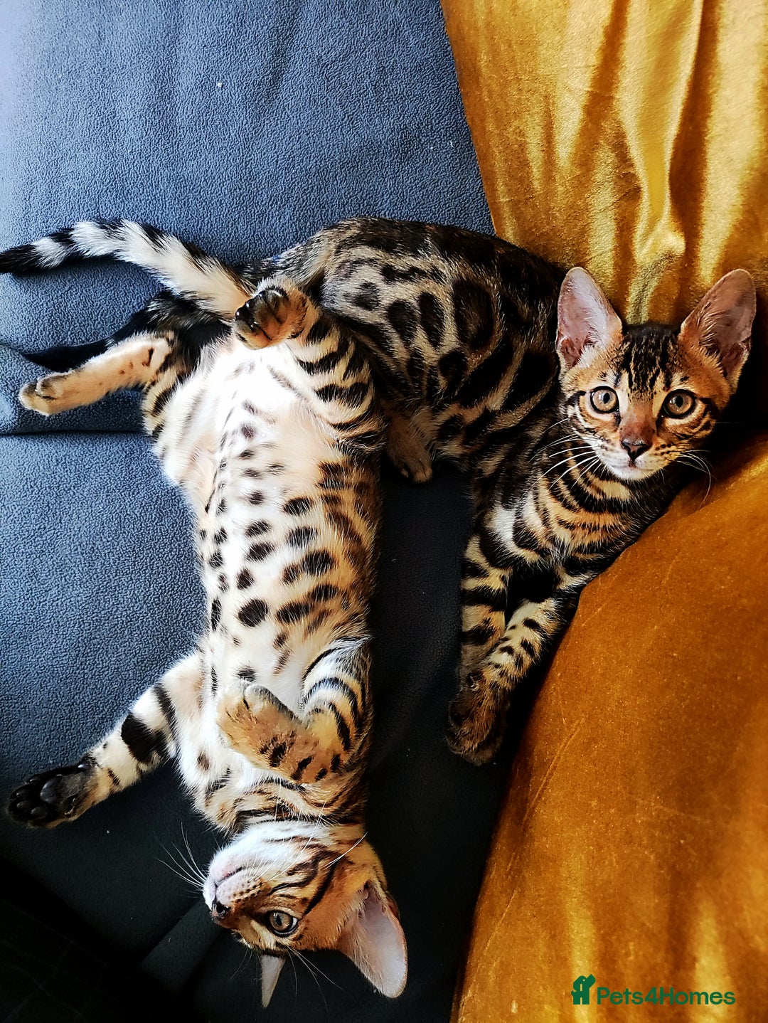 Bengal cats for sale: 🔥The Cutest Bengals in the UK? Come See 😺 🐾 - Image 5