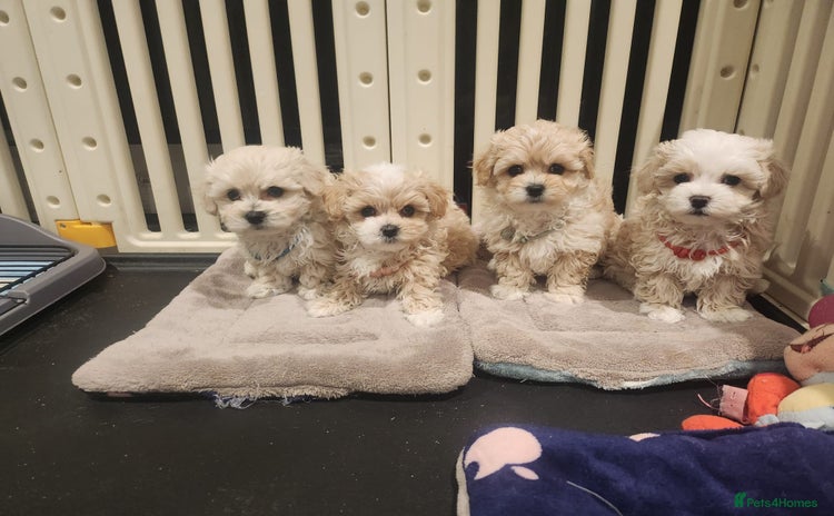Maltipoo dogs - Advert 1
