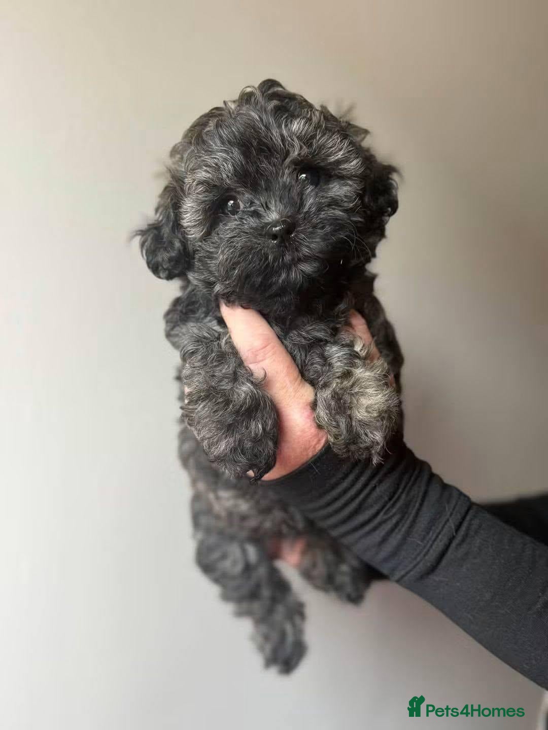 Shihpoo dogs Stunning Cream Brindle Shihpoo Girl - Advert 2
