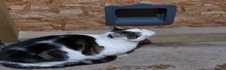 Domestic Shorthair cats for sale: Male semi feral cat in Kilmarnock - Advert 5
