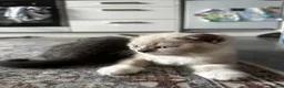 Scottish Fold cats for sale: Scottish fold and British shorthair kittens in Slough - Advert 7