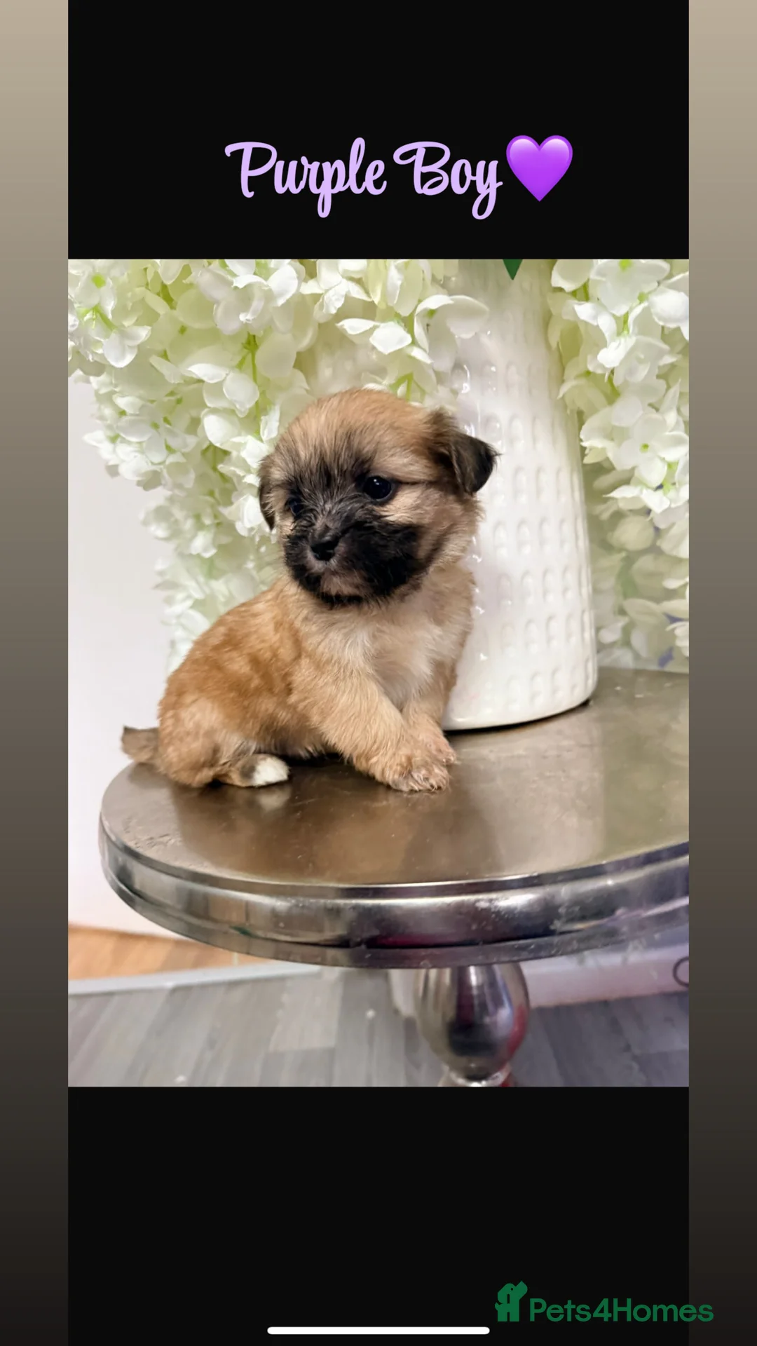 Shih Tzu dogs for sale: Delightful pedigree Shih tzu’s looking for homes - Advert 4