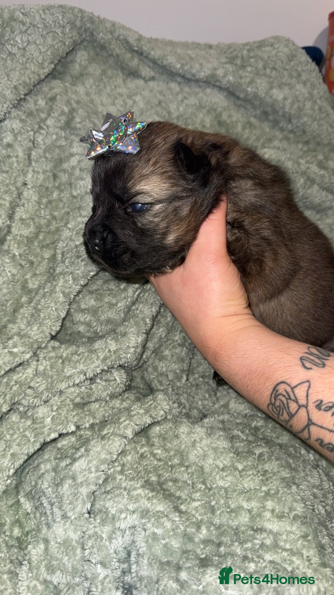 Chow Chow dogs for sale: Chow chow puppies  - Advert 5