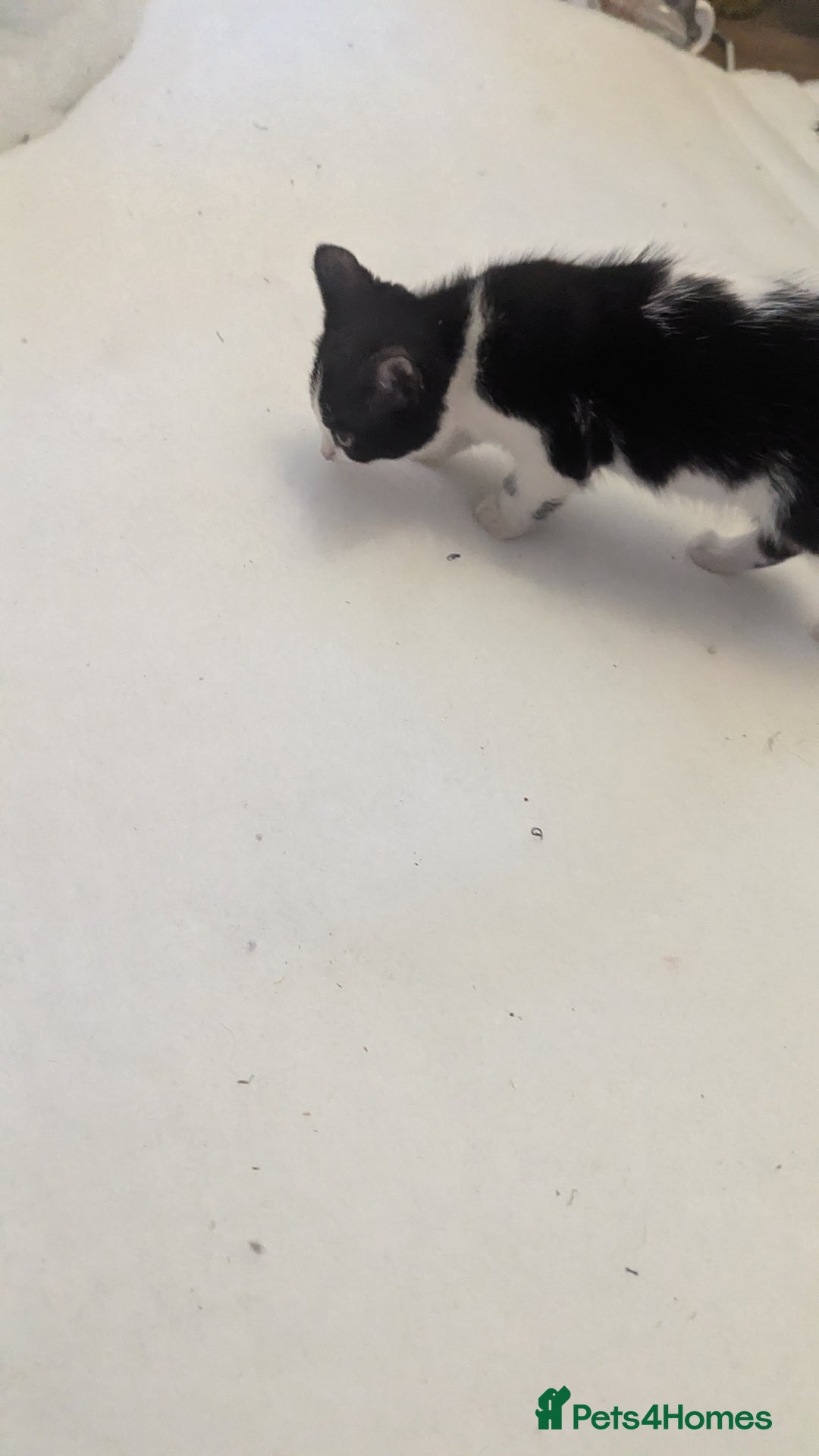 Mixed Breed cats for sale: Kittens for sale - Image 16