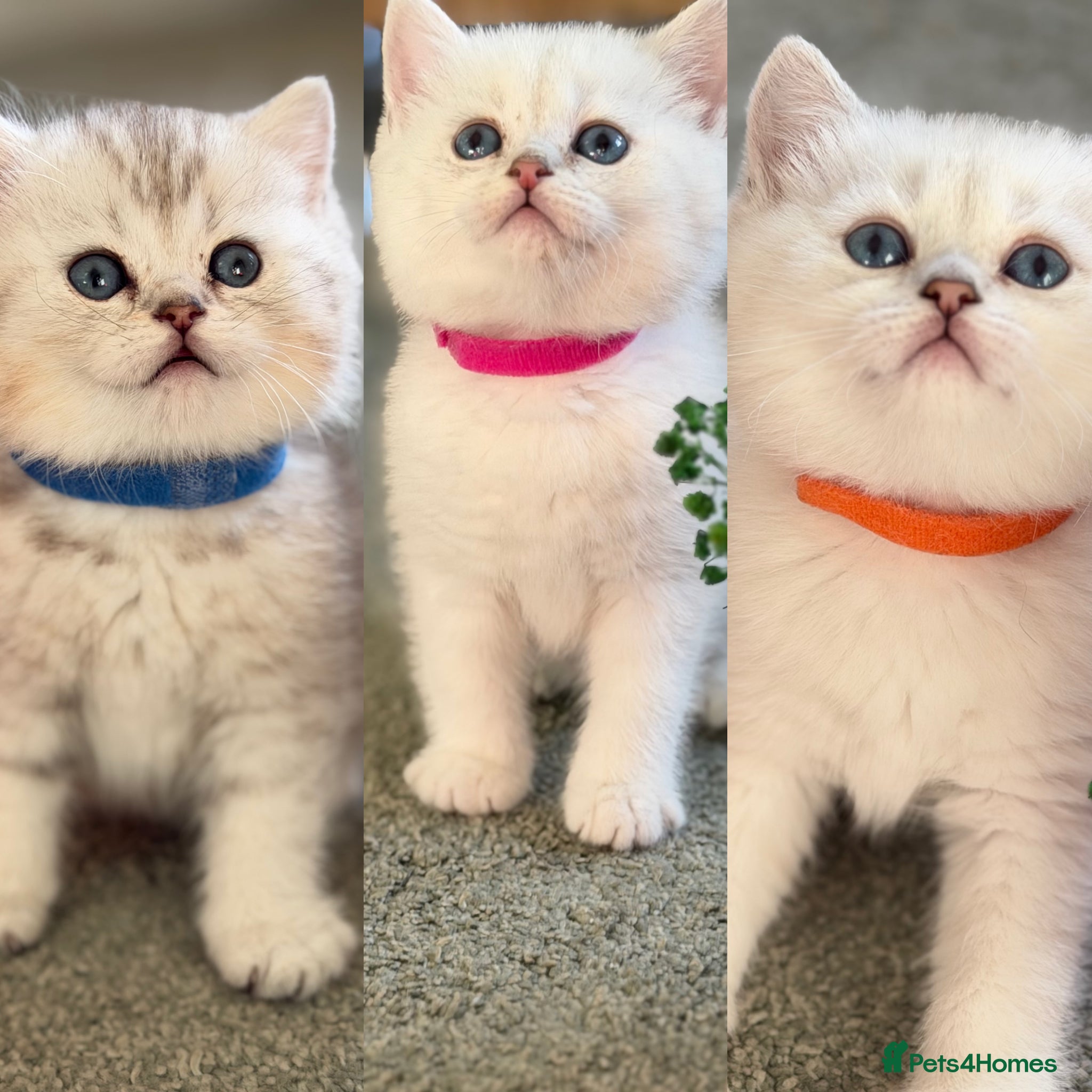 British Shorthair cats BSH golden point adorable kittens GCCF  - Advert 1