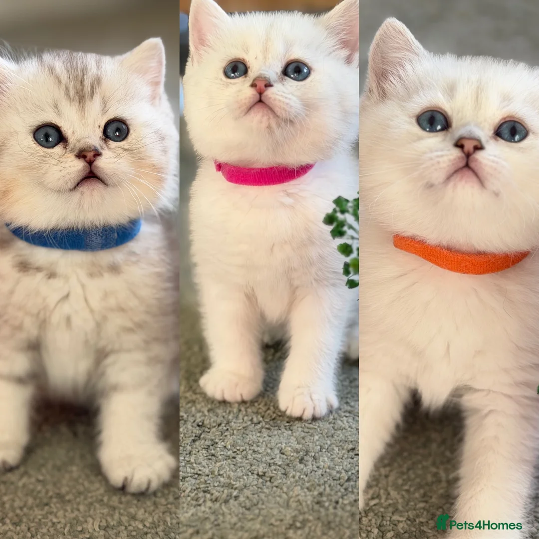 British Shorthair cats for sale: BSH golden point adorable kittens GCCF  - Advert 1