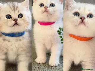 British Shorthair cats BSH golden point adorable kittens GCCF - Advert 2