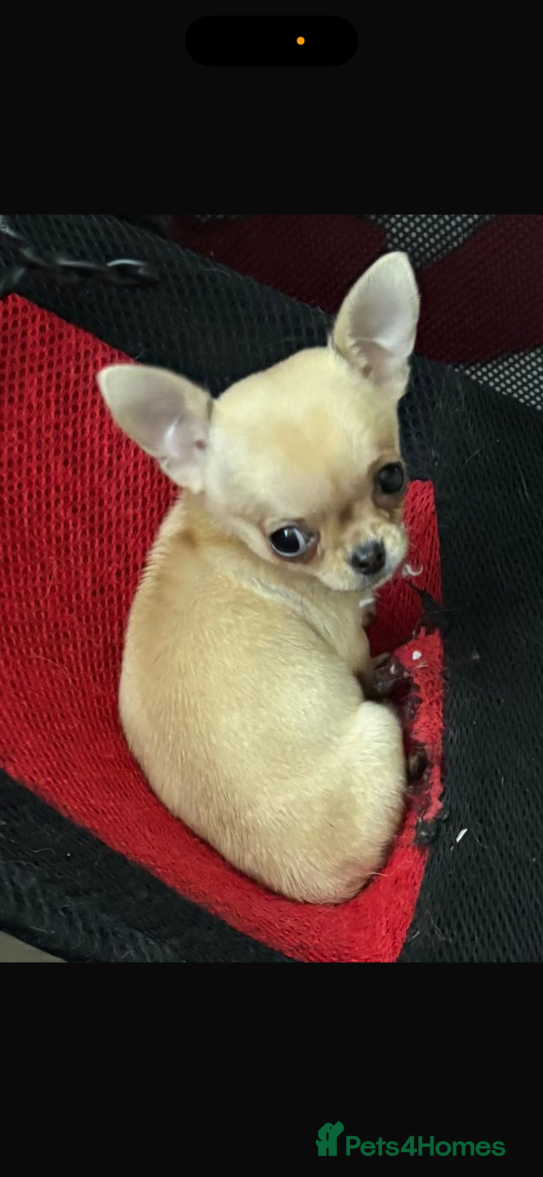Chihuahua dogs for sale: 18 week old Tiny Female Chihuahua - Image 4