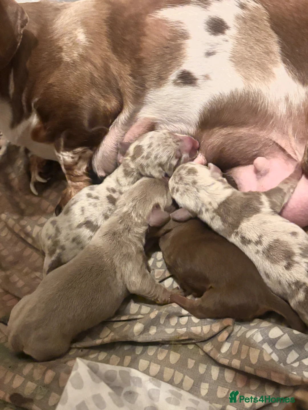 Miniature Dachshund dogs for sale: Gorgeous mini dachshunds  - Advert 1