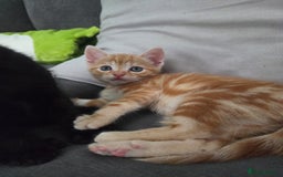 Mixed Breed cats for sale: Mixed breed females  - Image 5