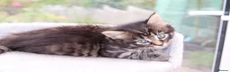 Mixed Breed cats for sale: Beautiful Tabby Kittens in Telford - Advert 28
