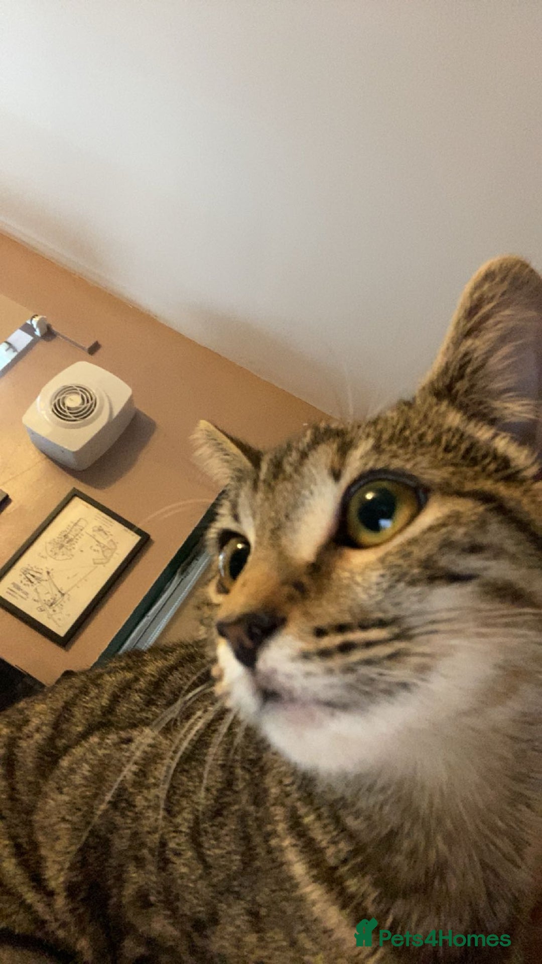 Bengal cats for sale: Beautiful baby bengal girl  - Advert 28