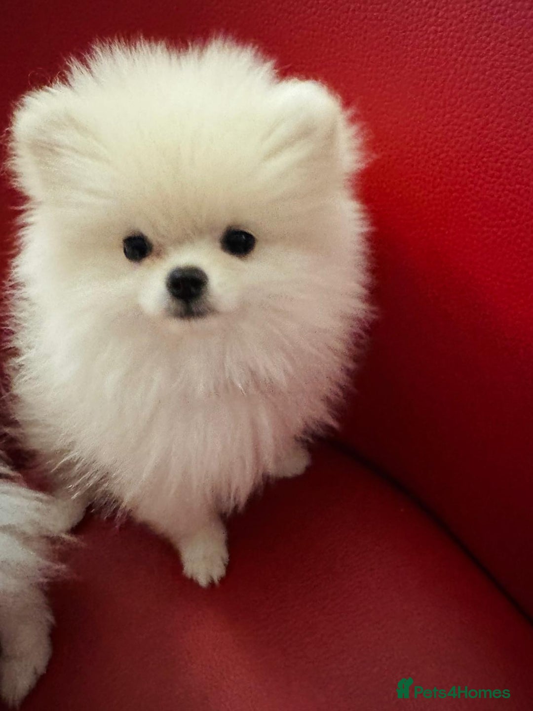 Pomeranian dogs for sale: 🐶 Adorable Pomeranian Puppies for Sale! 🐾 - Image 8