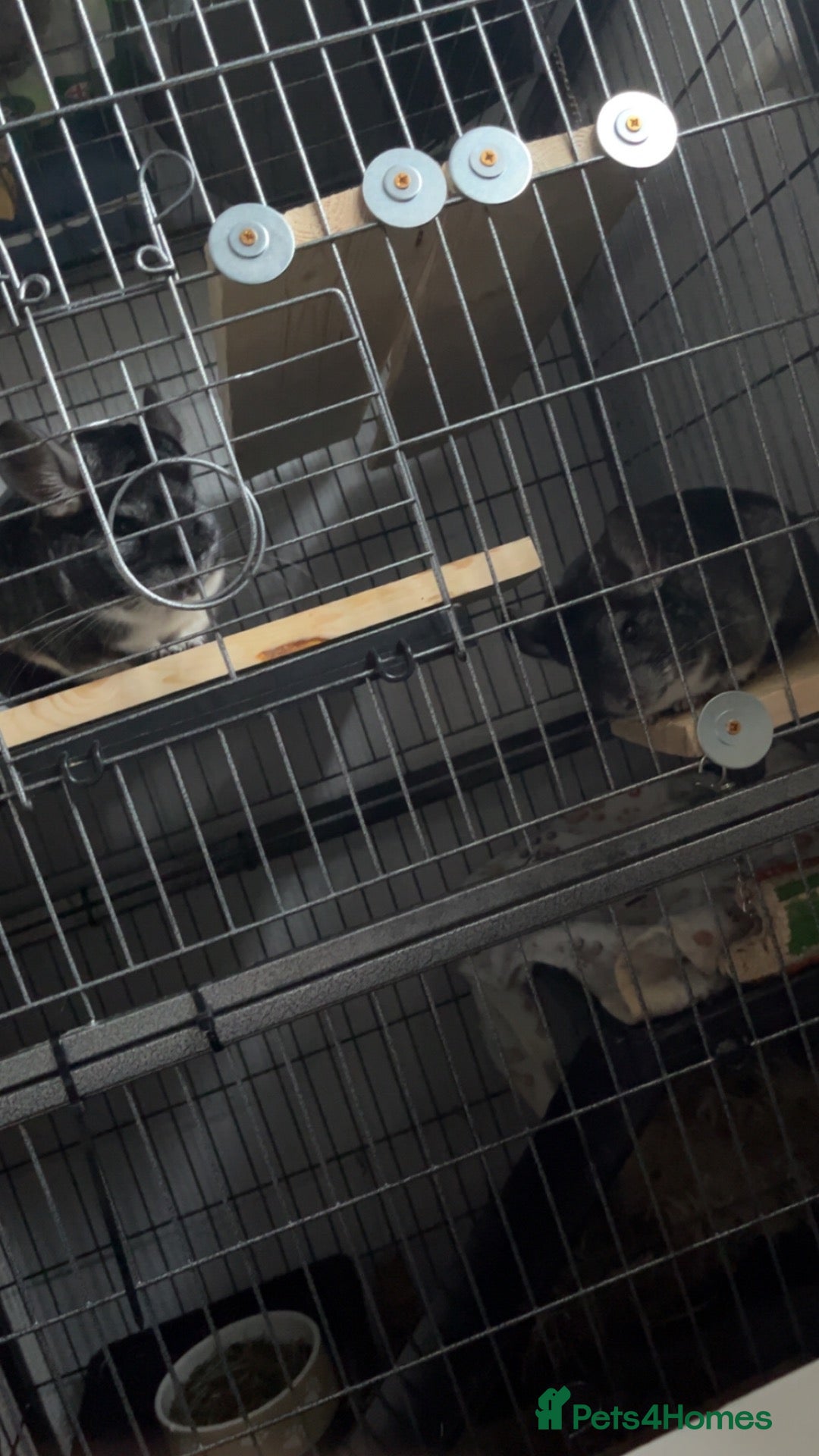 Chinchilla rodents mother and daughter  - Advert 6