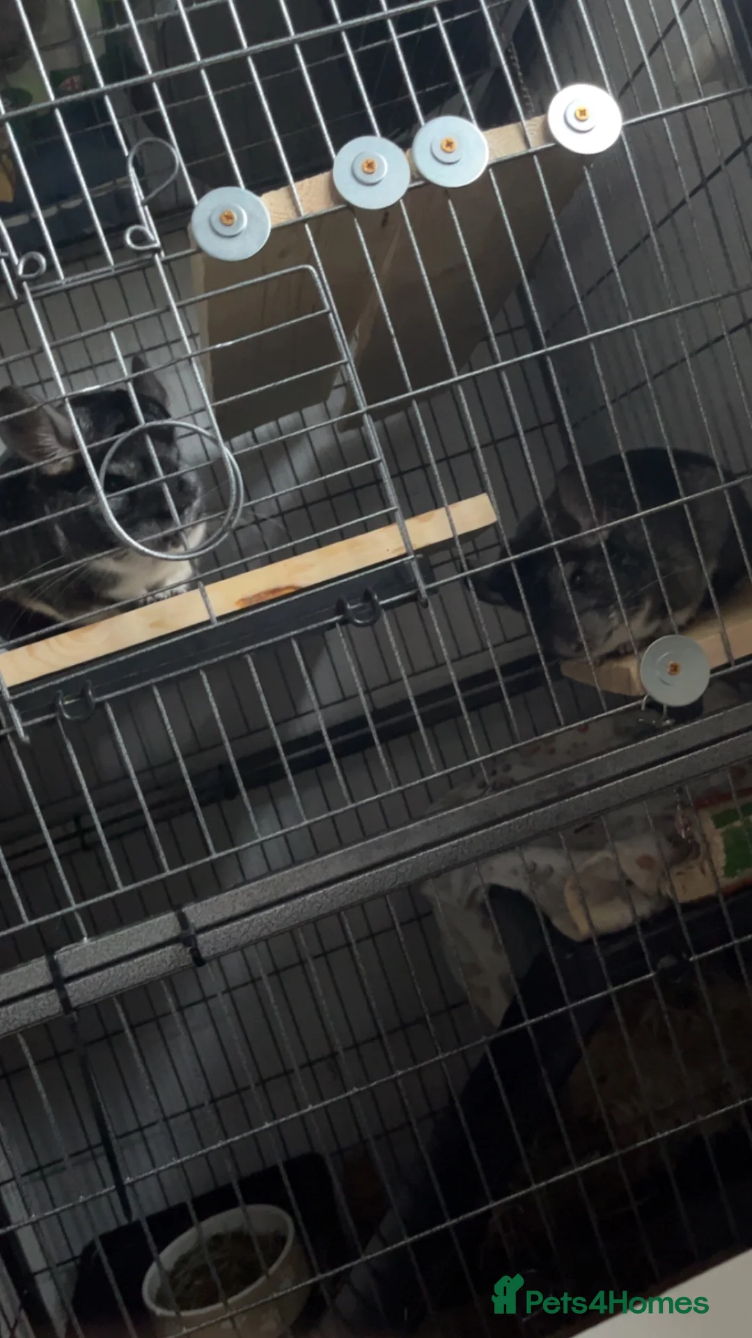 Chinchilla rodents for sale: mother and daughter  - Advert 1