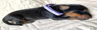 Dobermann 9