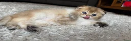British Shorthair cats for sale: Scottish golden chinchilla ready for new homes  - Advert 31