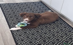 Border Collie dogs for sale: Border collie - Image 9