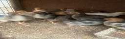 Chickens poultry for sale: Beautiful chicken , eggs , see details for price  - Advert 6