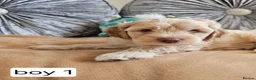Cavapoo dogs for sale: Outstanding Cavapoo Puppies  - Advert 9