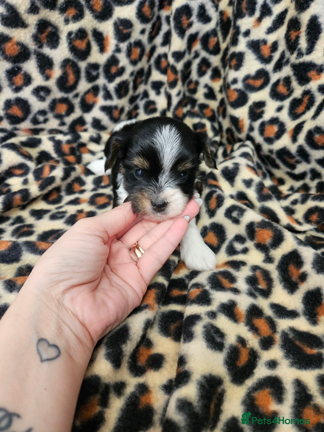 Yorkshire Terrier dogs for sale: 🤎 DNA tested parents 🤎 Yorkie puppies  - Advert 20