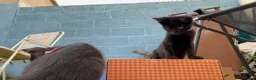 Mixed Breed cats for sale: Bengal x siamese (bengalese) - Advert 5