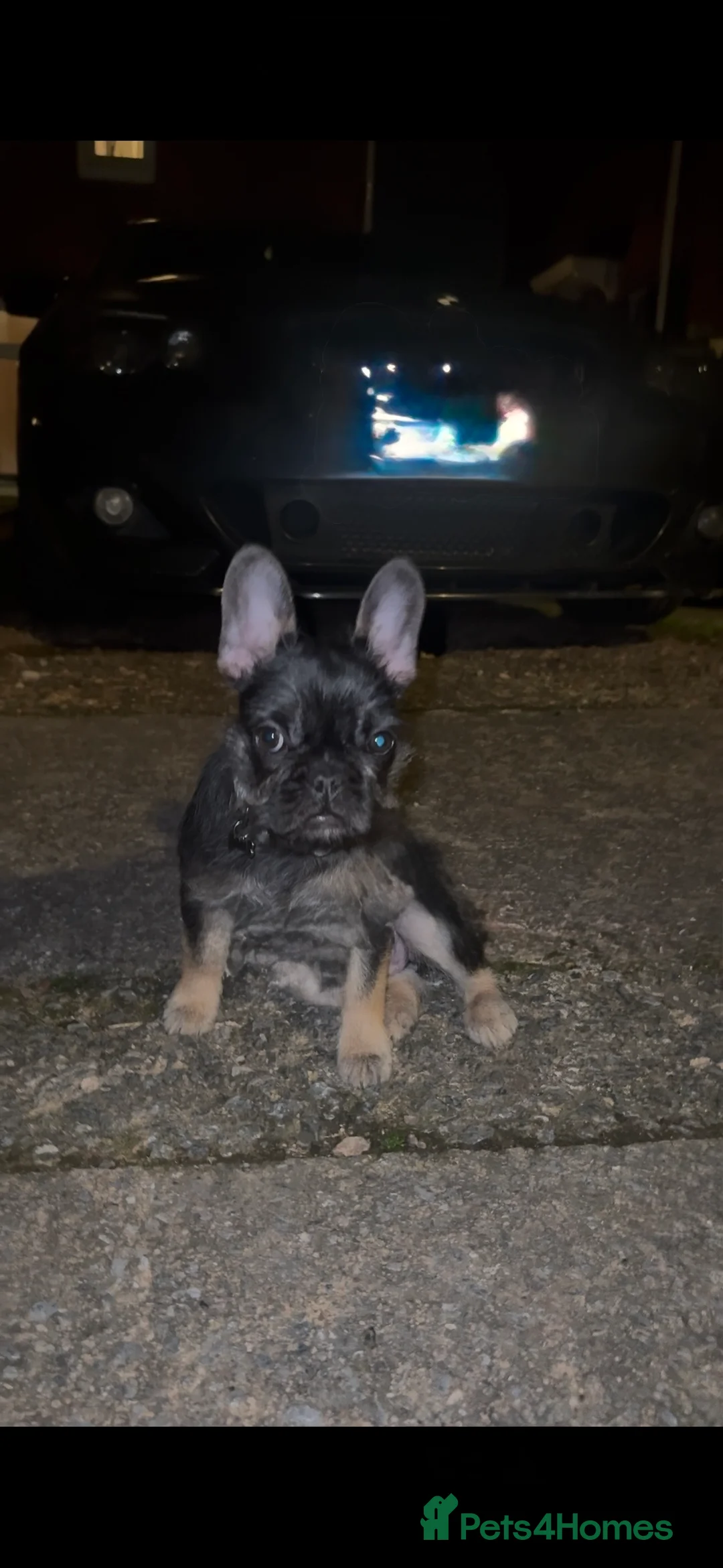 French Bulldog dogs for sale: Beautiful French Bulldog Puppy  - Advert 2