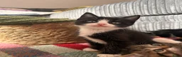 Mixed Breed cats for sale: Mixed Breed Kittens for sale - Advert 28