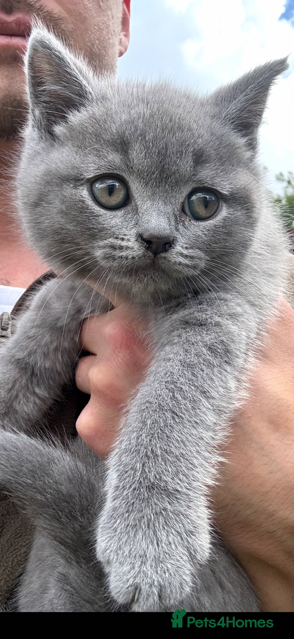 British Shorthair cats Beautiful chunky British shorthaired kittens  - Advert 4