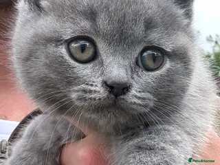 British Shorthair cats Beautiful chunky British shorthaired kittens - Advert 4